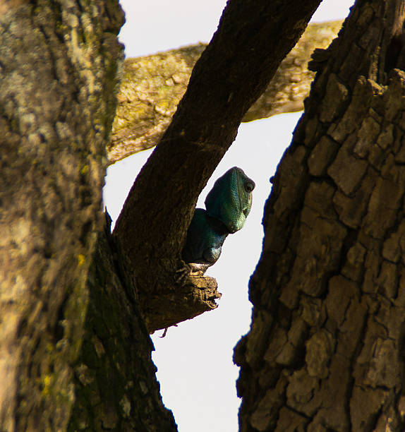 Lagarto verde - fotografia de stock