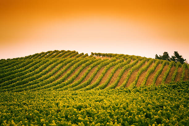 mattina presto vieyard della napa valley, california - vineyard napa valley agriculture sunset foto e immagini stock