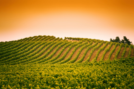 Subject: Napa Valley wine country mountain hillside vineyard at sunset