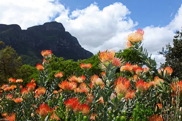 Orange protea's in Kirstenbosch National Botanical Gardens, Cape Town, South Africa.