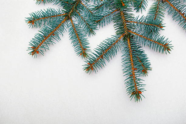 Christmas Decorations Fresh christmas tree branches over textured background. picea pungens stock pictures, royalty-free photos & images