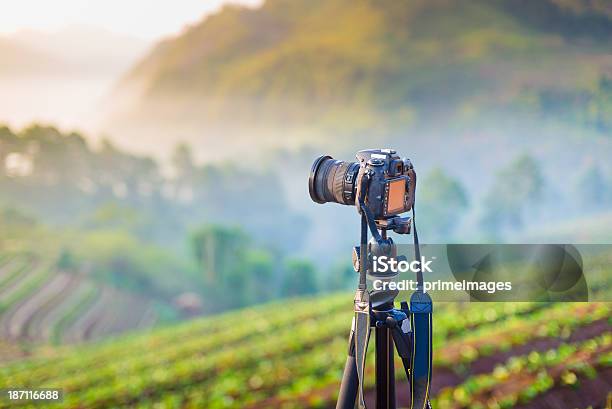 Lente De Câmera E Tirar Fotografia De Manhã Tempo - Fotografias de stock e mais imagens de Acidente Natural - Acidente Natural, Admirar a Vista, Ajardinado