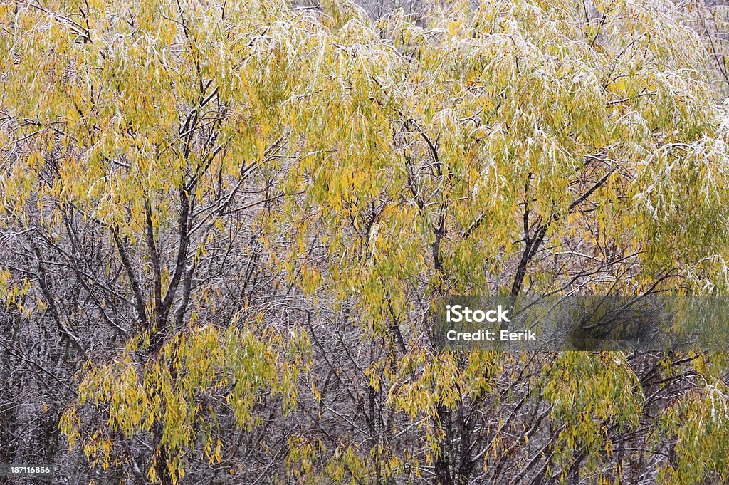 Willows in snowfall Fresh snow covering willow branches and leaves. Autumn Stock Photo