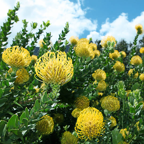 istock Yellow Pincushion Protea's 187116877