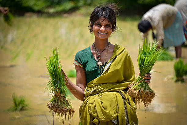 indian farmer - india women ethnic indigenous culture zdjęcia i obrazy z banku zdjęć