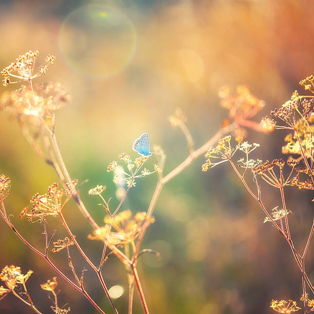 istock Colourful little butterfly (Common blue) 187117026