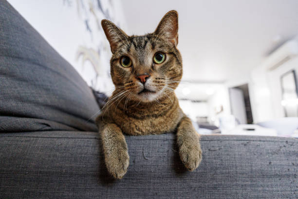 Sofa torn by a cat. Tabby cat, relaxing on tattered sofa and looking at camera stock photo