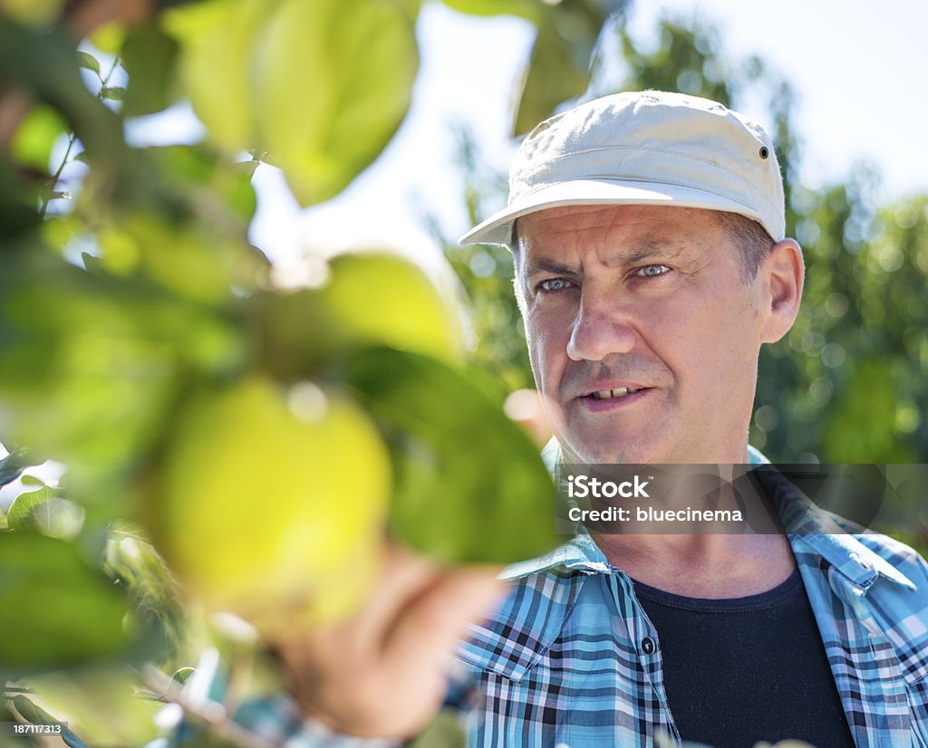 Man examining the apple production Farmer Stock Photo