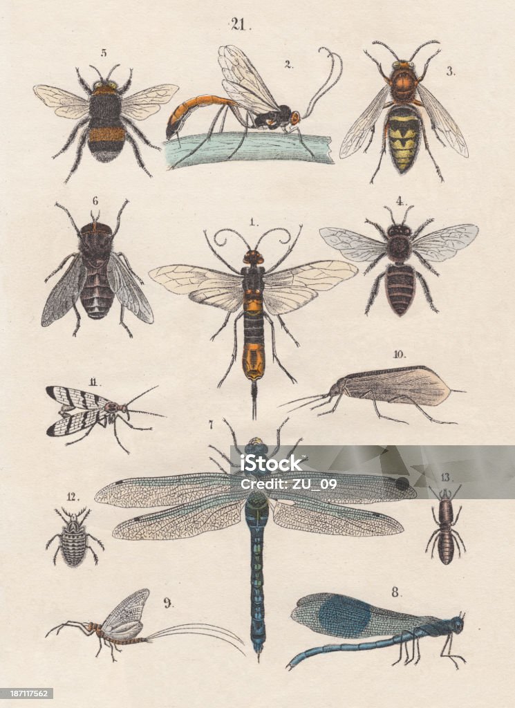 Collagraph Insect Insects Handcolored Lithograph Published In 1880 Stock Illustration ...