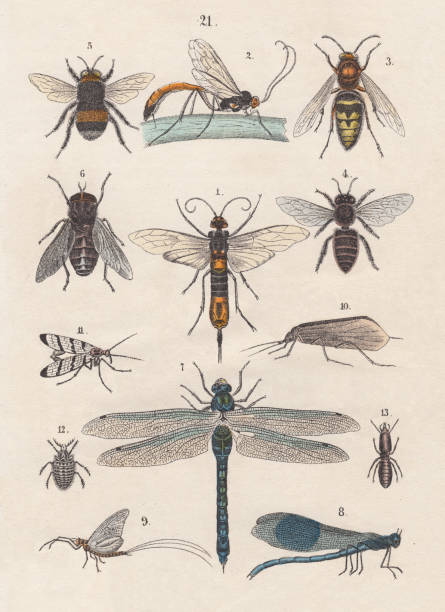 Insects, hand-colored lithograph, published in 1880 Insects: 1) Giant Woodwasp (Urocerus gigas), 2) Ophion ventricosus, 3) Hornet (Vespa crabro), 4) Honeybee (Apis), 5) Large earth bumblebee (Bombus terrestris), 6) Pale giant horse-fly (Tabanus bovinus), 7) Brown Hawker (Aeshna grandis), 8) Banded Demoiselle (Calopteryx splendens), 9) Mayfly (Ephemera vulgata), 10) Phryganea grandis, 11) Common scorpionfly (Panorpa communis), 12) Myrmeleon formicarius, 13) Termite Worker (Termes bellicosus). Hand-colored lithograph, published in 1880. horse fly photos stock illustrations