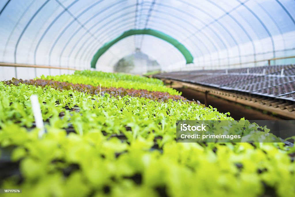 Hydroponic verdura in un giardino. - Foto stock royalty-free di Agricoltura