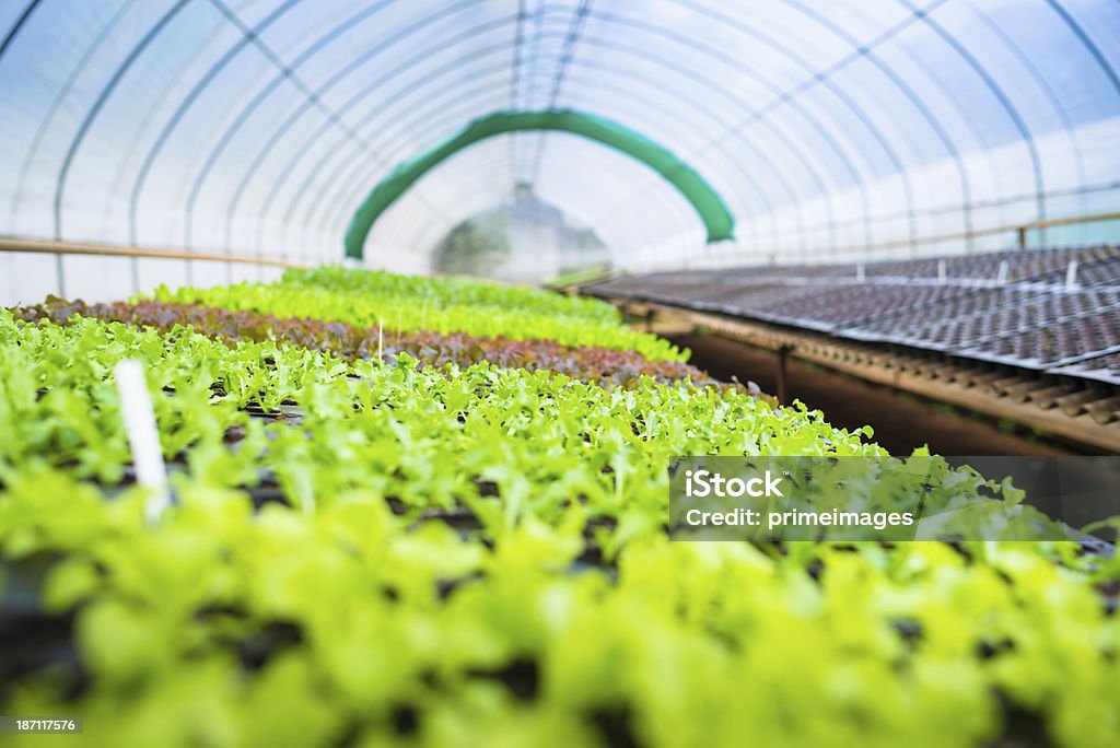 Hydroponic 野菜の庭園を備えております。 - オーガニックのロイヤリティフリーストックフォト