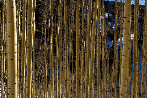 Mountain View with Aspen Trees Scenic Winter Landscape - Golden light on aspen trees with scenic views. Winter wonderland, Rocky Mountains, CO USA.