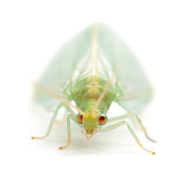 690+ Neuroptera Fotos Stockfoto's, afbeeldingen en royaltyfree beelden