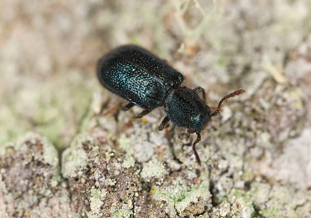 istock Red-shouldered ham beetle, Necrobia ruficollis 187117940