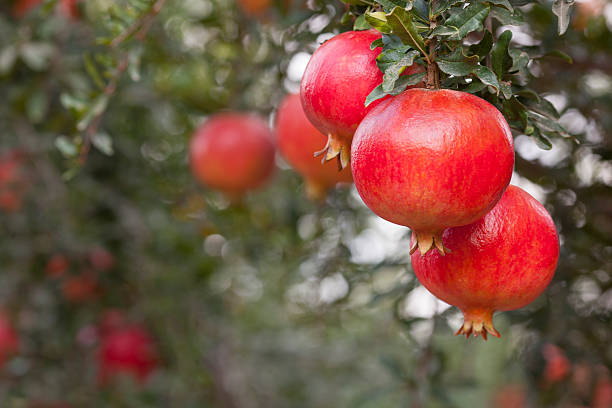 석류 나무. - pomegranate pomegranite tree tree leaf 뉴스 사진 이미지