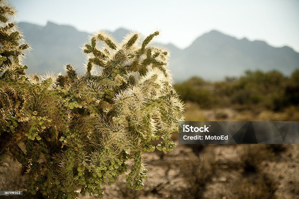 Paesaggio desertico-cactus con montagne - Foto stock royalty-free di Calore - Concetto