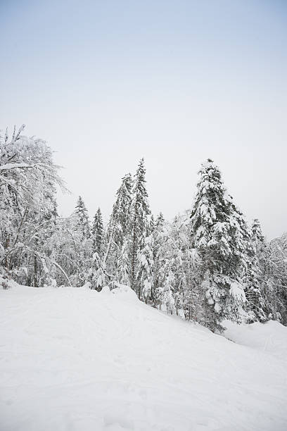 istock Winter Landscape with Snow and Trees 187119504