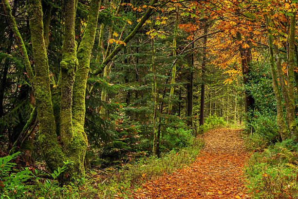 Autumn forest Autumn forest, Location: Glenariff forest, County Antrim, Ireland glenariff photos stock pictures, royalty-free photos & images