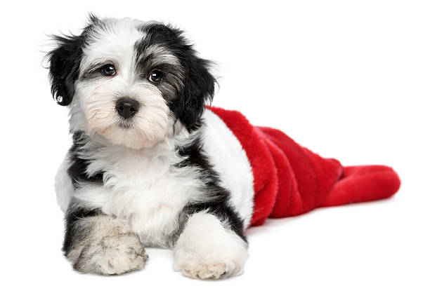istock Cute Havanese puppy dog is lying in a Santa boots 187120011