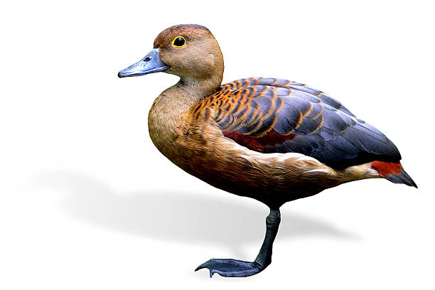 istock Lesser Whistling Duck (Dendrocygna javanica)  the bird isolated 187120128
