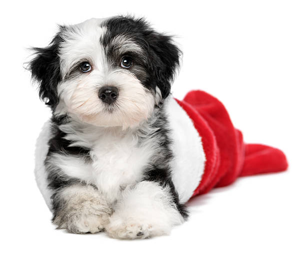 istock Cute Havanese puppy dog is lying in a Santa boots 187120659