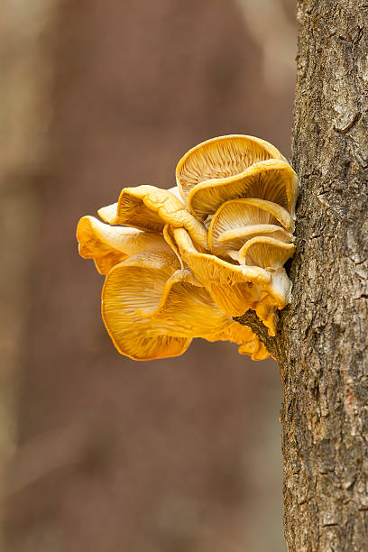 istock Tree mushroom, Pleurotaceae growth 187121507