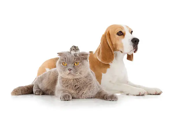 dog, cat and mouse isolated on white background