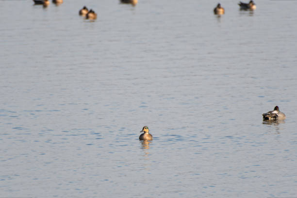 istock Baikal Teal male swimming 1871217437