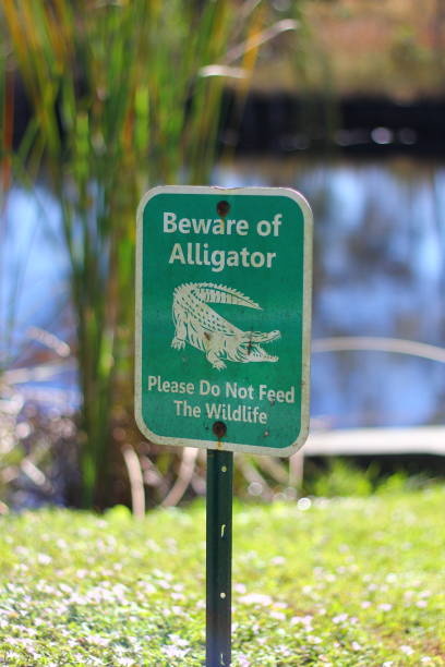 istock Alligator Warning Sign at a Pond in Florida 1871218520