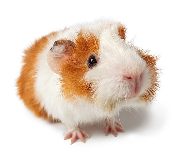 istock Cute abyssinian guineapig 187122149