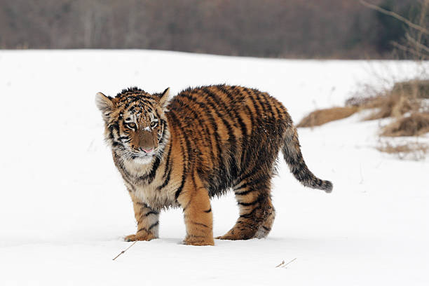 сибирский тигр cub - tiger animal endangered species human face стоковые фото и изображения