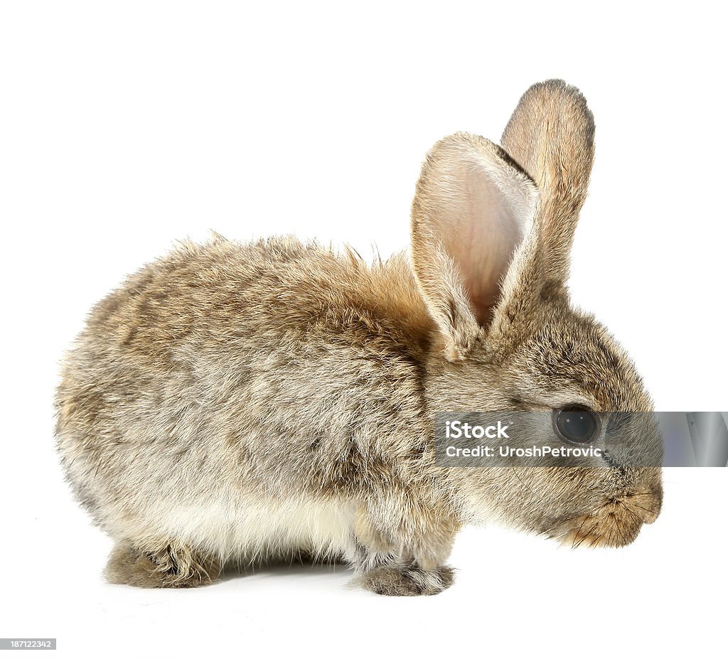 Brown rabbit bunny isolated on white background This is a brown rabbit bunny. Baby Rabbit Stock Photo