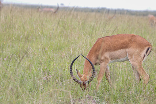 An impala antelope grazes on a grassy expanse in Maasai Mara National Reserve
