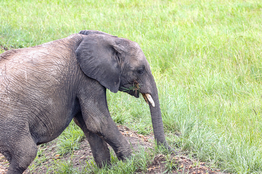 An elephant calf munches on grass while walking forward