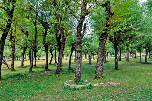 istock Plants and trees at Betaab valley in Jammu Kashmir, India 1871228065