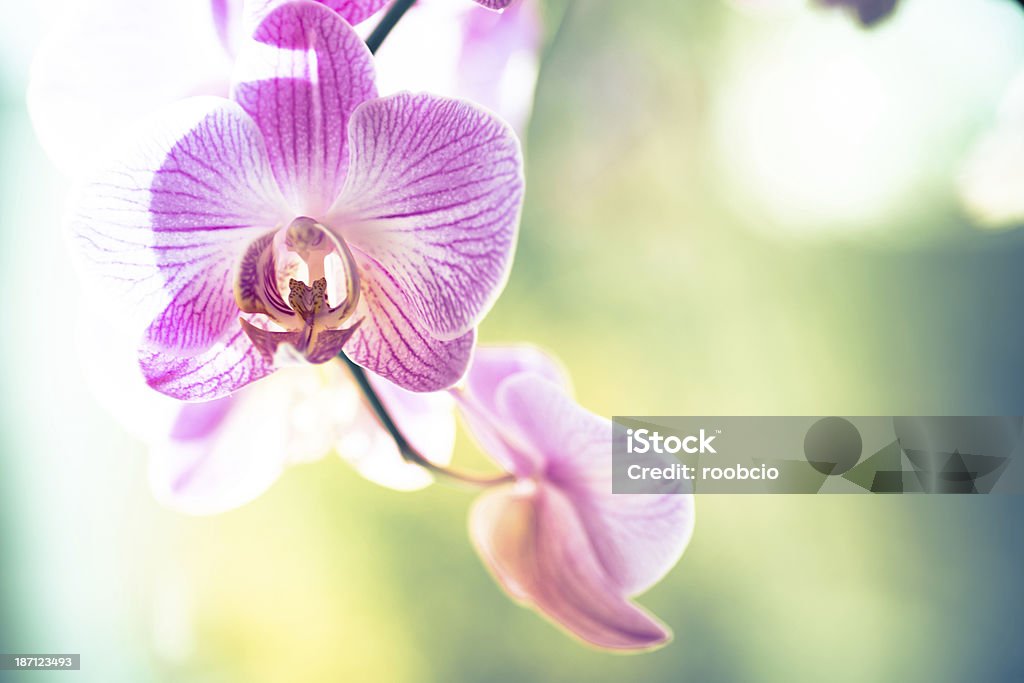Orchid Flower on grunge background Aromatherapy Stock Photo