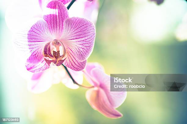 Orchid Flower On Grunge Background Stock Photo - Download Image Now - Aromatherapy, Beauty, Beauty In Nature