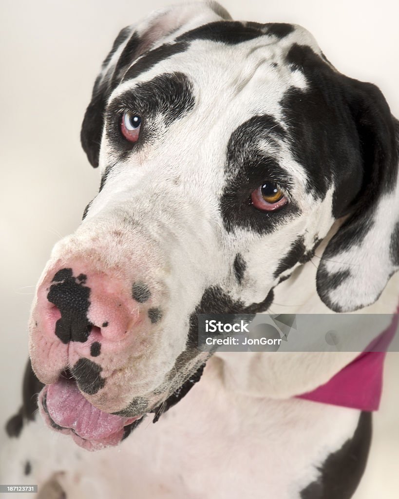 Macro Great Dane Pet Portrait Against White Background Brown Stock Photo