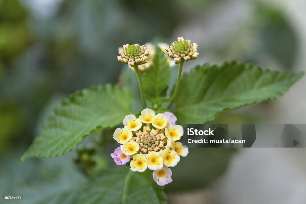 Blumen - Lizenzfrei Bildhintergrund Stock-Foto