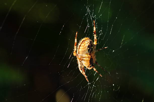 istock European spider, U.K. 187124766