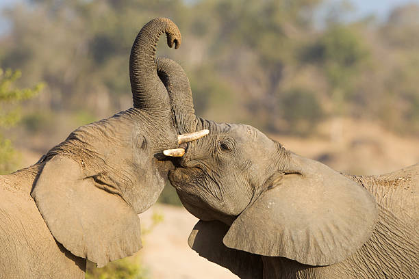istock Two African Elephants play fighting in South Africa 187124891