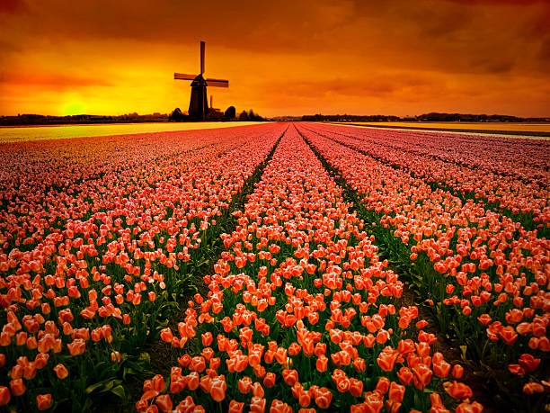 튤립 필드 및 윈드밀 네덜란드에 앳 선셋 - tranquil scene windmill netherlands dutch culture 뉴스 사진 이미지
