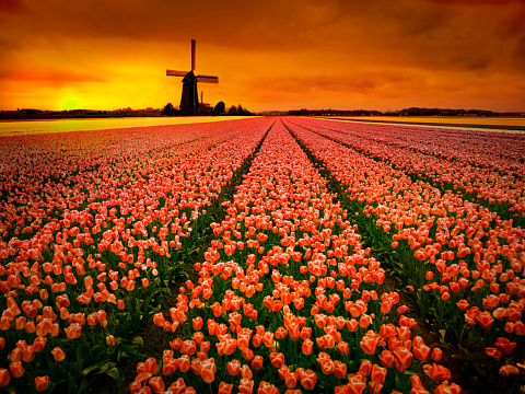 Tulip fields and windmill in Netherlands at sunset with tobacco Cokin filter