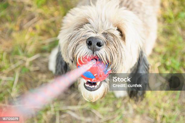 Eso Mina Foto de stock y más banco de imágenes de Perro - Perro, Tirar de, Juguete