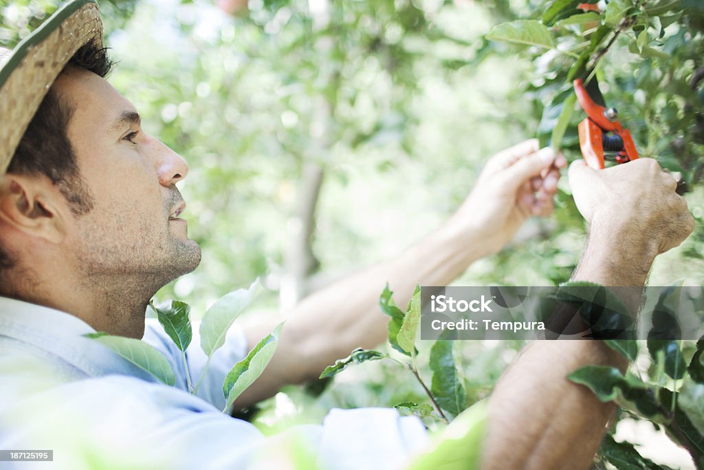 Pomar de maçãs e colheita. - Foto de stock de 30-34 Anos royalty-free