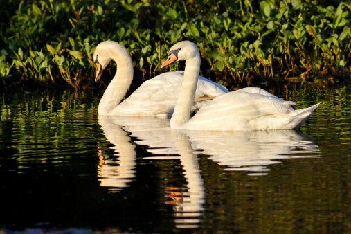 This is a pair of mute swans (Cygnus olor). The bright morning sunlight reflects off the waves in the water and makes ripples on the plumage of these two love birds. The water itself then mirrors the two birds.