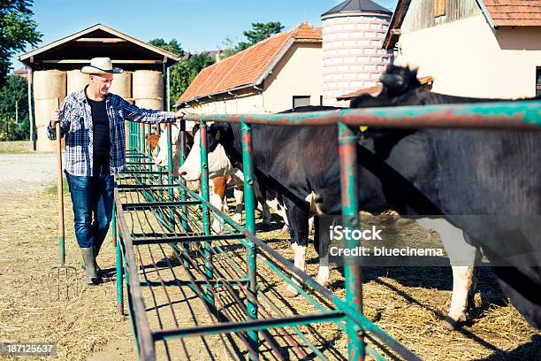 Landwirt Ist Der Auf Einer Farm Mit Kühe Stockfoto und mehr Bilder von 45-49 Jahre - 45-49 Jahre, Agrarbetrieb, Aktivitäten und Sport