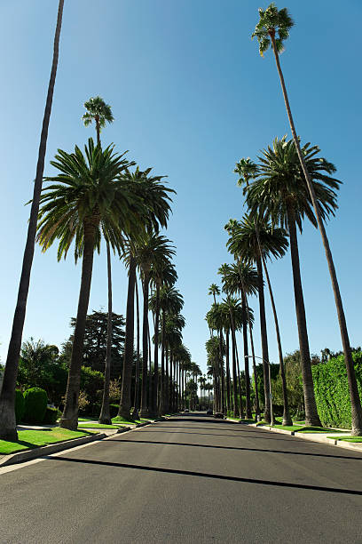 istock Road with palm trees in Los Angeles County 187125646