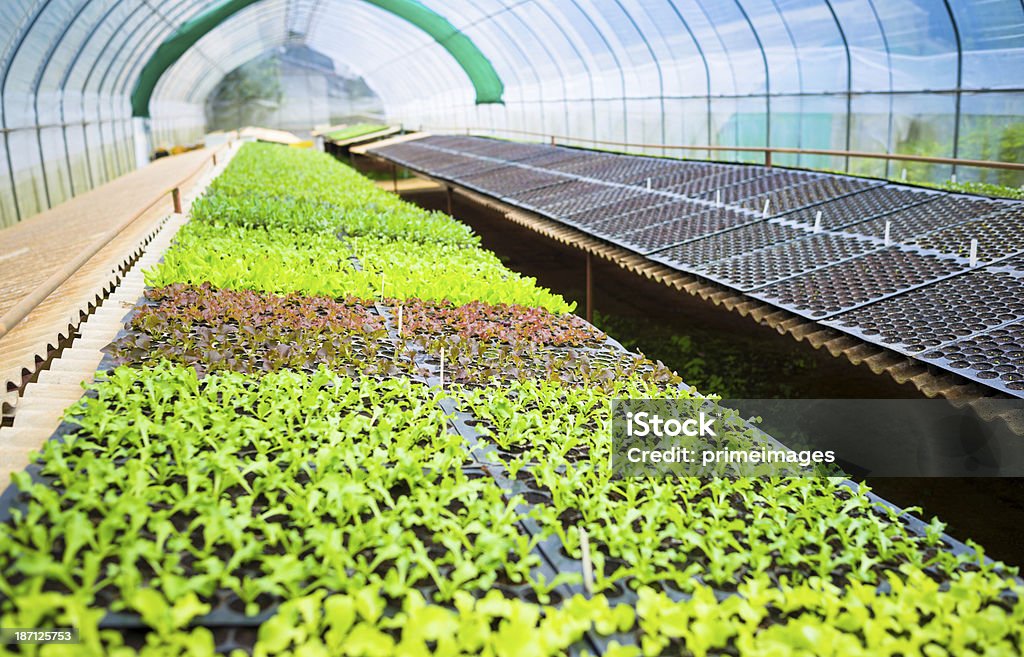 Hydroponic Legumes em um jardim. - Royalty-free Agricultura Foto de stock